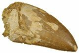 Serrated, Carcharodontosaurus Tooth - Real Dinosaur Tooth #241391-1